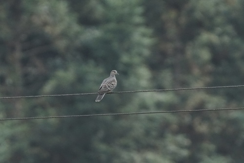 Oriental Turtle-Dove