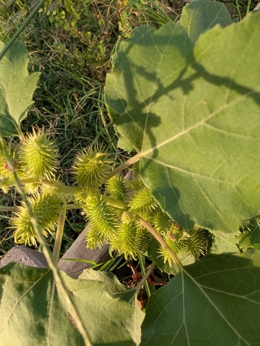 rough cocklebur