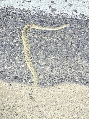 Mojave Rattlesnake