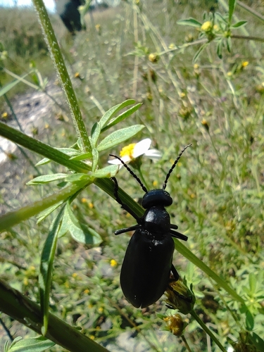 Epicauta corvina