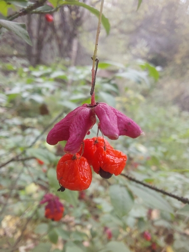 Warty-barked Spindle