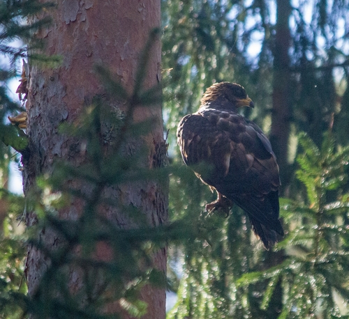 European Honey-buzzard