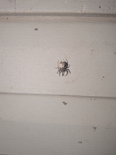 Furrow Orbweaver