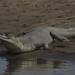 恆河鱷 - Photo 由 Fábio Olmos 所上傳的 (c) Fábio Olmos，保留所有權利