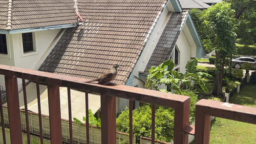 Zebra Dove