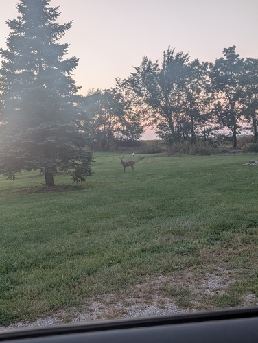 White-tailed Deer