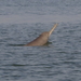 Ganges River Dolphin - Photo (c) Fábio Olmos, all rights reserved, uploaded by Fábio Olmos