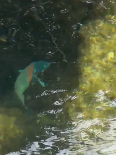 Saddle Wrasse