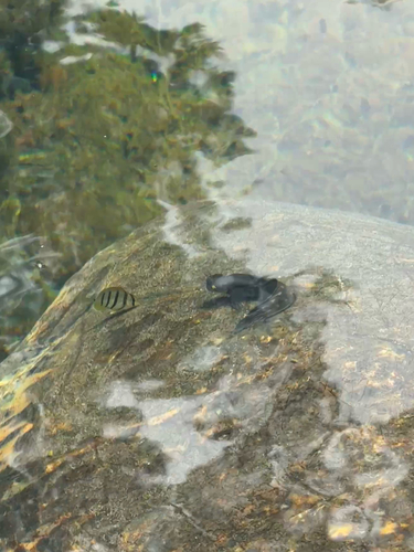 Zebra Blenny