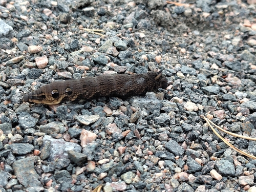 Elephant Hawkmoth