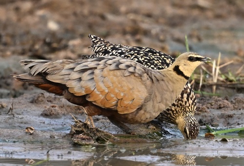 Yellow-throated Sandgrouse