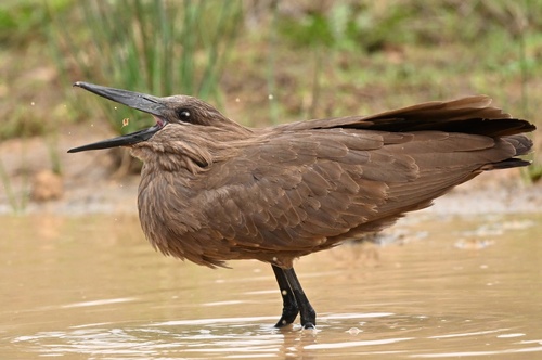Hamerkop