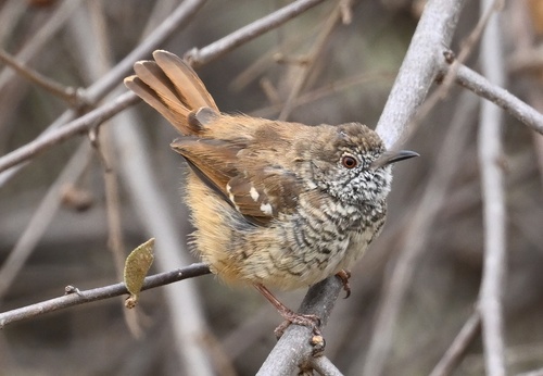 Barred Wren-Warbler