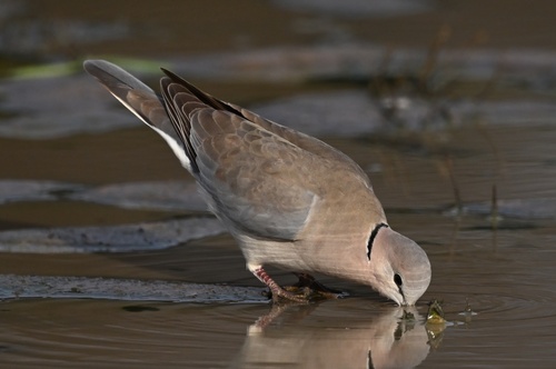 Cape Turtle Dove