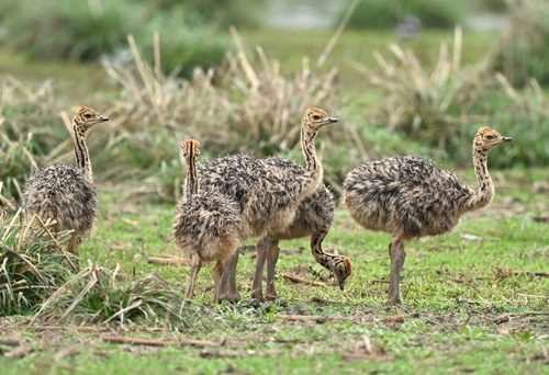 Southern Ostrich