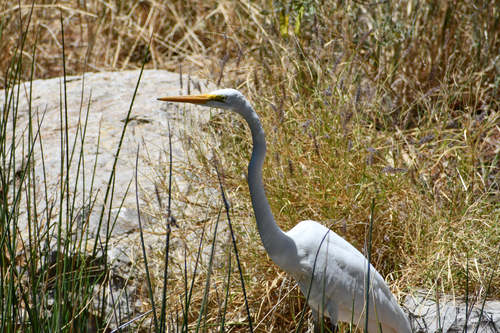 Eastern Great Egret