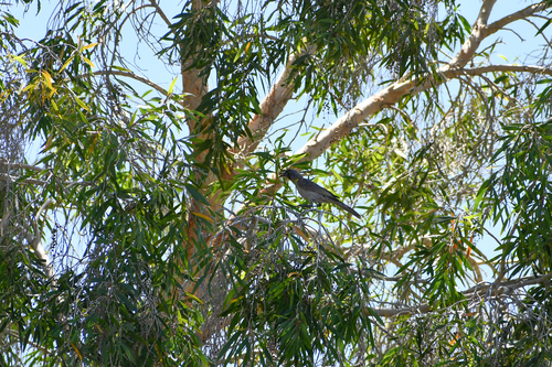Little Friarbird