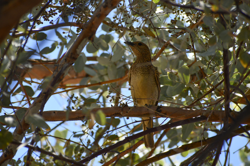 Spotted Bowerbird