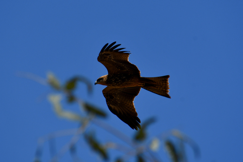 Fork-tailed Kite