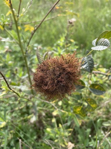Mossy Rose Gall Wasp