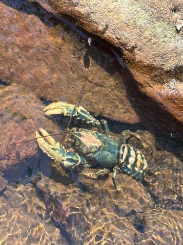 Lamington Spiny Crayfish