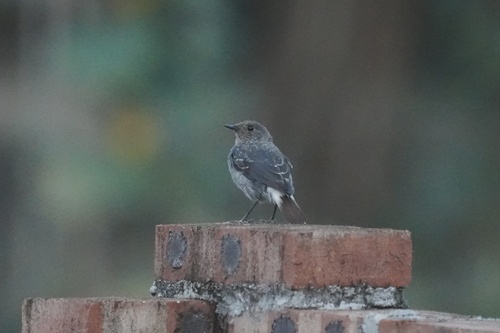 Plumbeous Water Redstart
