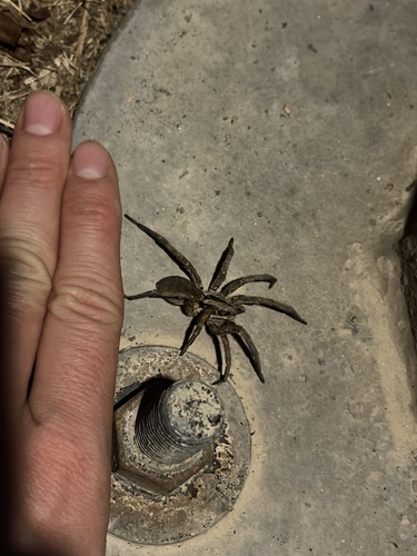 Radiated Wolf Spider