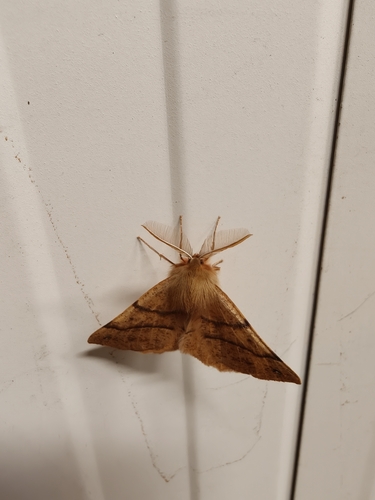 Feathered Thorn