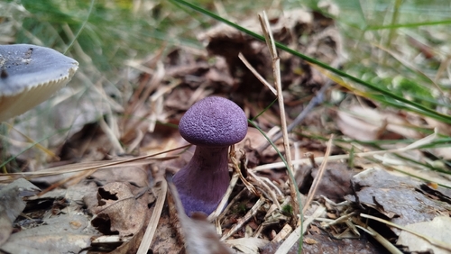 violet webcap