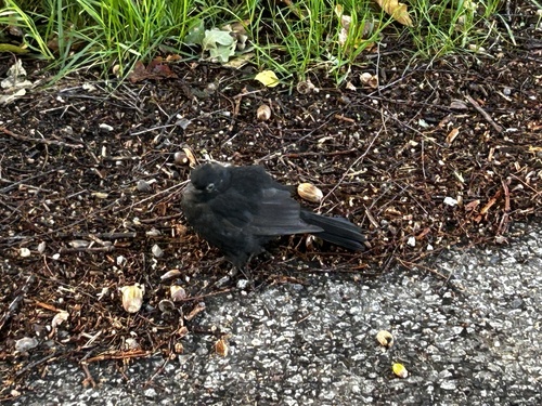 Eurasian Blackbird