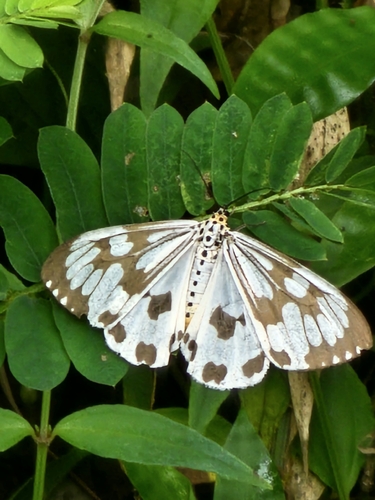 Marbled White Moth