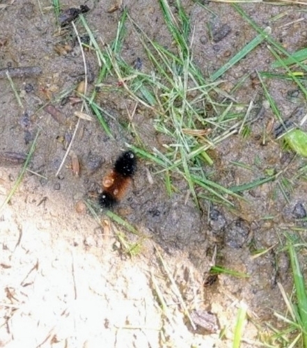 Isabella Tiger Moth