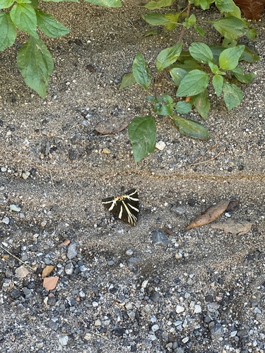 Jersey Tiger