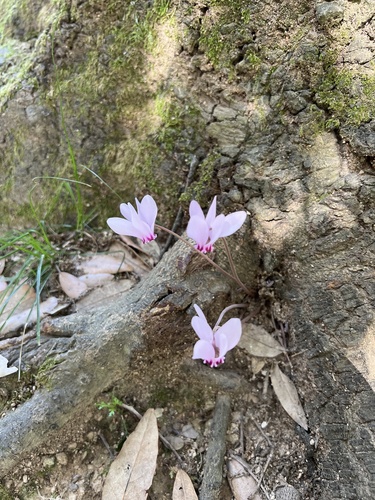 Ivy-leaved cyclamen