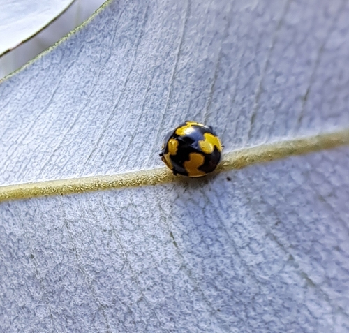 Fungus-eating ladybird