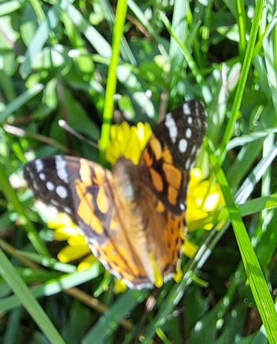 Australian Painted Lady