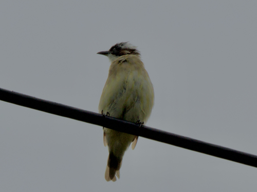 Light-vented Bulbul