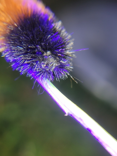 Isabella Tiger Moth