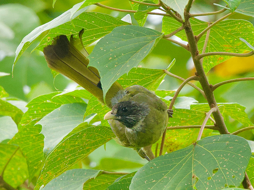 Collared Finchbill