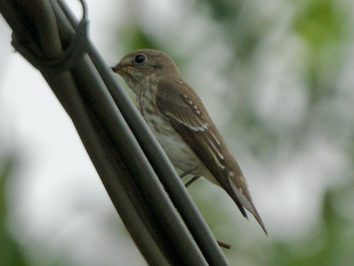Gray-streaked Flycatcher