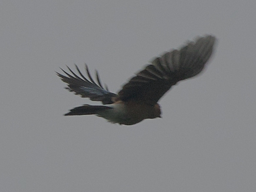 Eurasian Jay