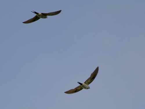 Eastern Red-rumped Swallow