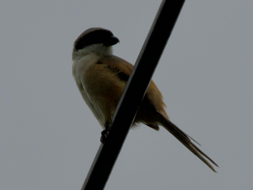 Long-tailed Shrike