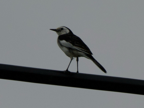 White Wagtail