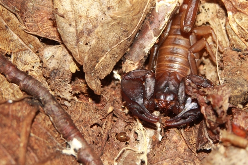 Euscorpius deltshevi