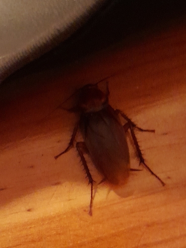 American Cockroach