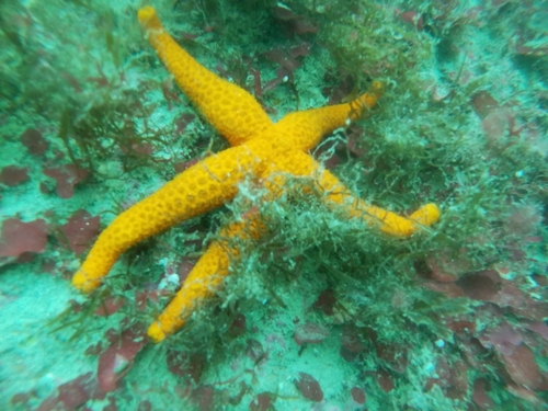 Mediterranean Red Sea Star