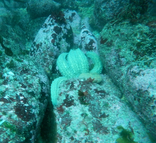 Spiny Starfish