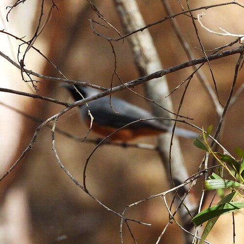 Black-faced Monarch