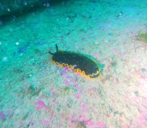 Dendrodoris limbata